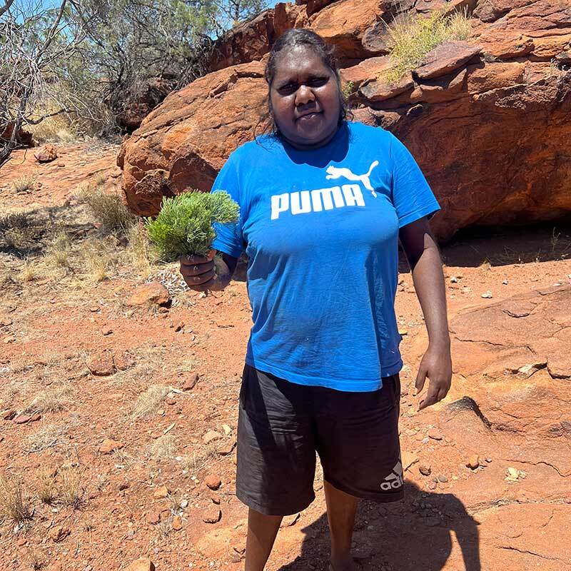 A senior Utopia woman gathering Kurrajong leaves on Country