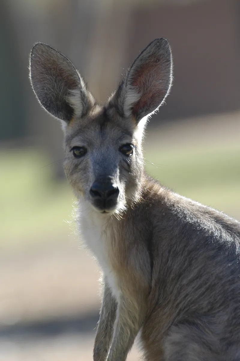 Kangaroo and wallaby in Central Australian landscape