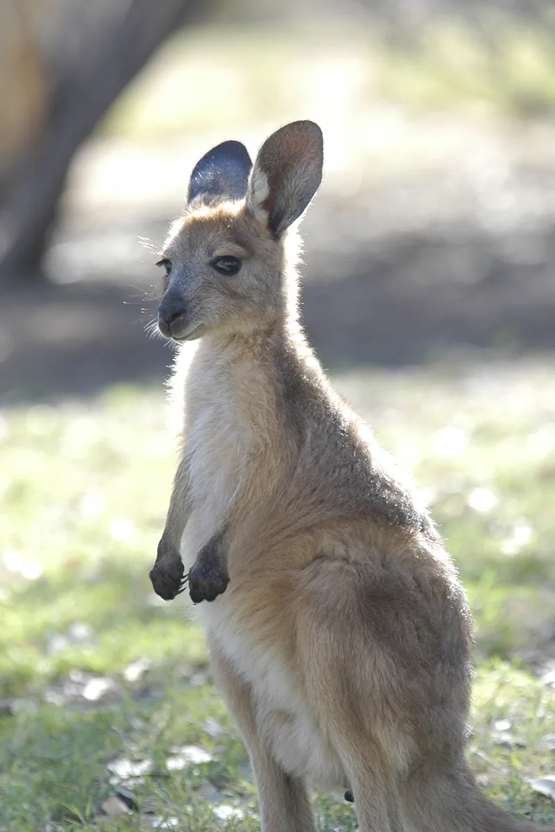 Wallaby in Central Australian landscape